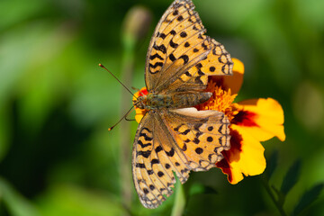Day butterfly (Nymphalidae) from the nymphalid family.