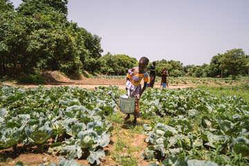 Group of young black girls working in a cabbage field in rural Africa, carrying water and irrigating vegetables; child labour concept