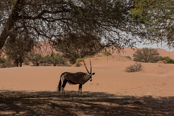 Namibian Oryx under Shady Tree