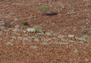 Namibian Black Rhino Family in the Wild