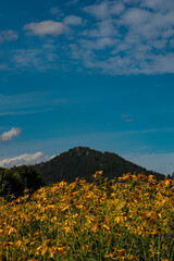 Obraz premium sunflower field and sky