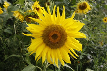 Sunflowers / Sonnenblumen