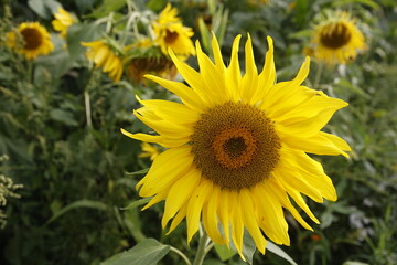 Fototapeta premium Sunflowers / Sonnenblumen