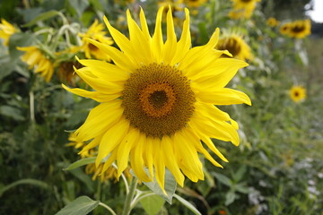 Sunflowers / Sonnenblumen