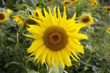 Sunflowers / Sonnenblumen