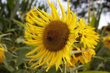 Sunflowers / Sonnenblumen