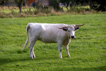 Year old white park cow. Rare breed grazing.