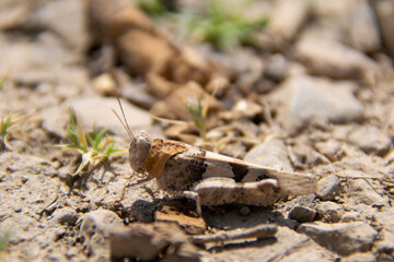 grasshopper on the ground