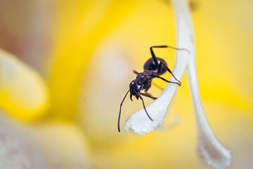 Ant on pistil