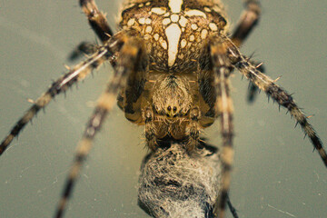 The garden spider