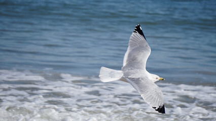 Seagull in flight