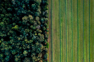 Graphic top down aerial view of forest and farmland next to each other with a clear divide between...