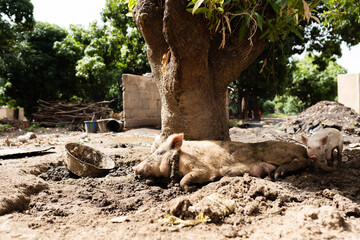 Pig with piglets lying in the mud under a giant mango tree in a rural west African village; animal...