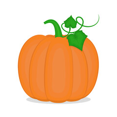 Bright orange pumpkin isolated on white background. Vector illustration