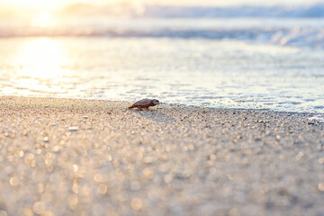 Hatched sea turtle crawl on sand to the sea at sunrise. Forward to a new life.