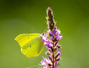 butterfly on flower