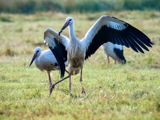 white stork in the grass
