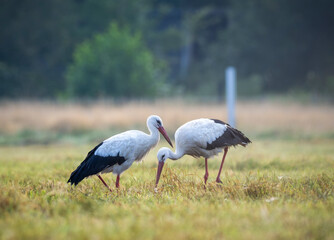 white stork in the field