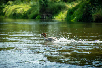 a family of ducks on the Narew River, Podlasie