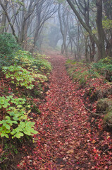 Hakone, Owakudani, ashinoko, 秋の箱根トレッキング