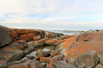 Fototapeta na wymiar Orange Rocks of the Bay of Fires Tasmania Australia Near the shore line