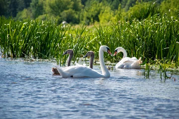 Deurstickers swan family on the narew river, podlaskie © Miriam