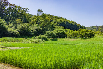 東京郊外にある新緑の水田