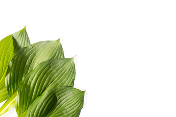 Hosta leaves isolated on white in the form of a frame. Space for text. Copy space