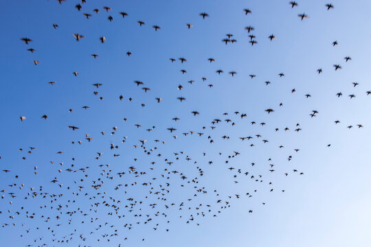 A flock of starlings in the sky