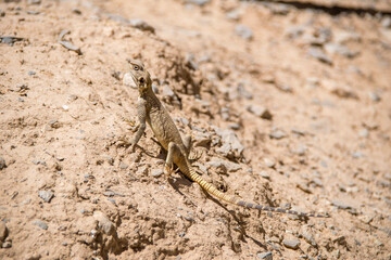 lizard on the stone