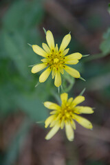 Obraz premium bee on flower