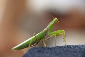 green praying mantis