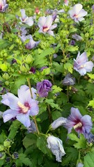 pink flowers in the garden