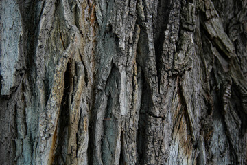 Large acacia bark, old tree with textured bark