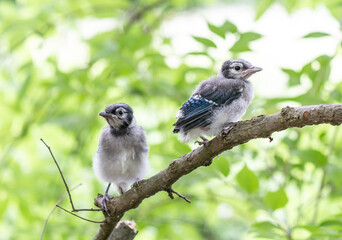 Two Bluejay Fledglings Perched on Tree Branch