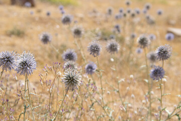 thistle in the field