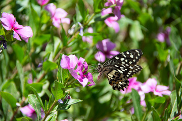 butterfly on a flower