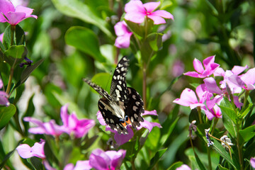 butterfly on a flower