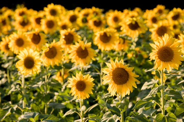 Sunflower Field