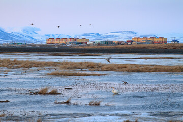 Fototapeta na wymiar Spring arctic landscape. View of the river in the tundra, colorful buildings and mountains. Tundra swan and flying pintail ducks. Tavayvaam village, Chukotka, Siberia, Far East of Russia.