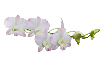 Fototapeta na wymiar Orchid flower in winter or spring day tropical garden isolated on white background.