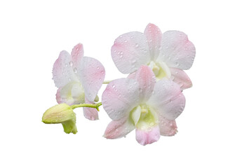 Naklejka na ściany i meble Orchid are full of water droplets.