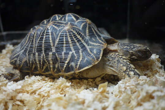 The Indian star tortoise (Geochelone elegans) is a threatened species of tortoise found in dry areas and scrub forest in India, Pakistan and Sri Lanka.