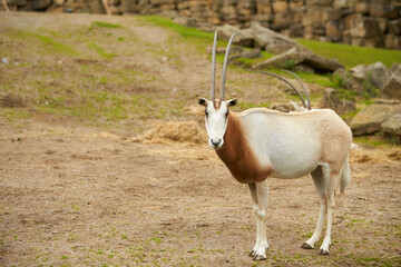 Naklejka na ściany i meble The addax (Addax nasomaculatus), also known as the white antelope and the screwhorn antelope, is an antelope native to the Sahara Desert. The only member of the genus Addax 