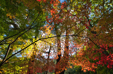 Mt.Nasu, autumn,  秋の那須岳