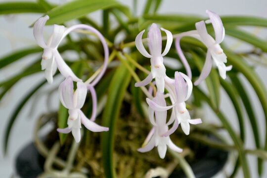 Neofinetia orchid flower. Stock photo of exotic tropical plant.