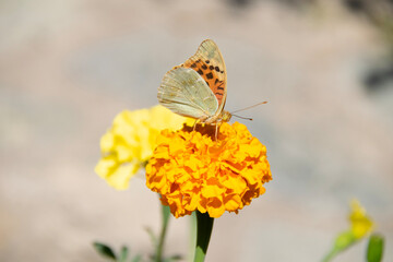 butterfly on flower