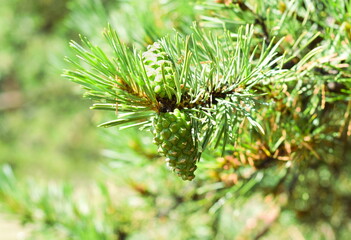 Young cedar cones in the Baikal national park