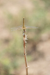 dragonfly on a branch