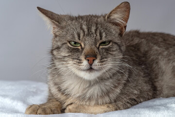 Fototapeta na wymiar Gray motley kitty with large green eyes. Pet domestic animal
